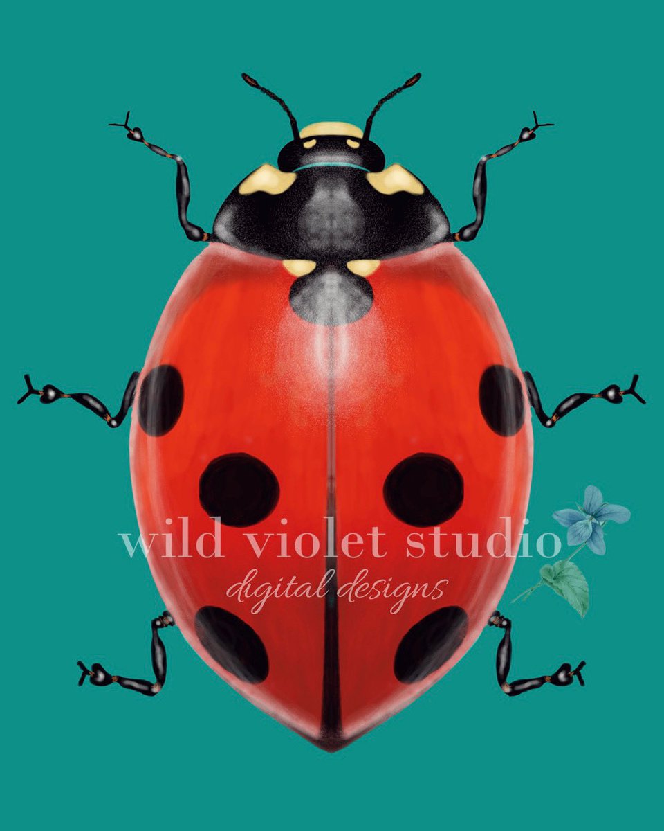 aussiecrystals's tweet photo. Ladybug drawing I completed last week which will be incorporated into some future designs and seamless design files that I am currently working on. What do you think of this little guy?
#wildvioletstudio #wildvioletstudiodesigns #procreate #digitalart #digitalartists https://t.co/4GaO85l6CQ