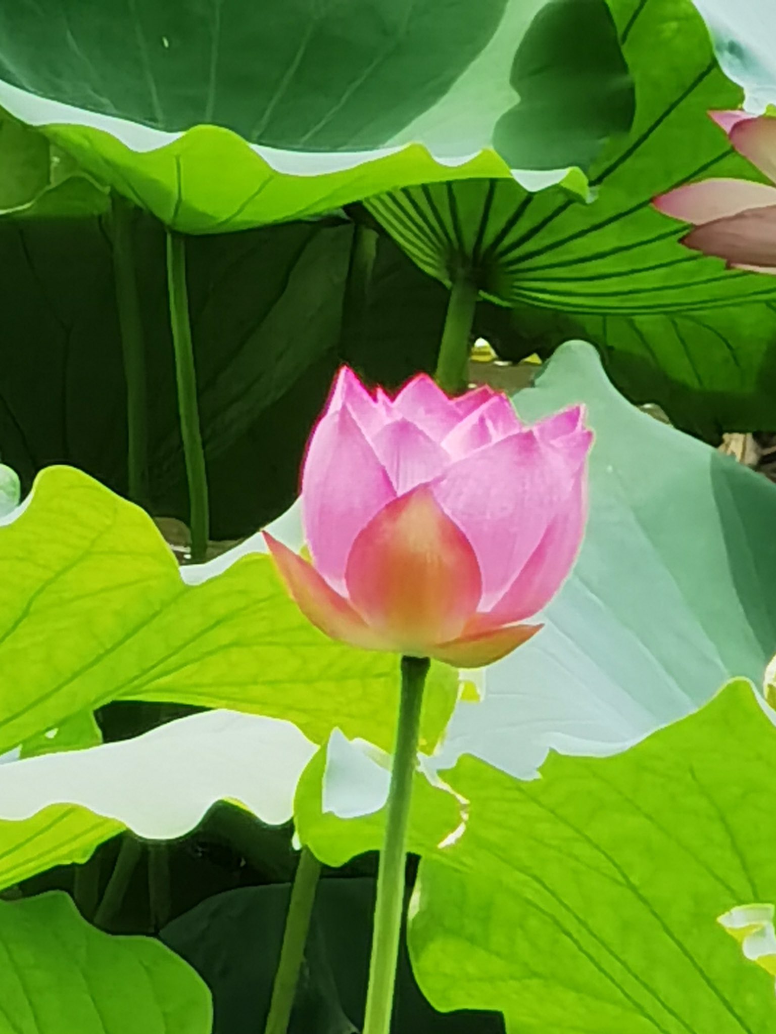 愛我中华on Twitter 咏莲 一池荷叶莲几朵 藕花无数满荷塘 却忆往昔荷花娇 游人如织为荷香 红莲相依美人醉 水边红衣芙蓉妆 白鸟无言上莲台 谁知方寸即道长 T Co Kpg3zfc4yb Twitter