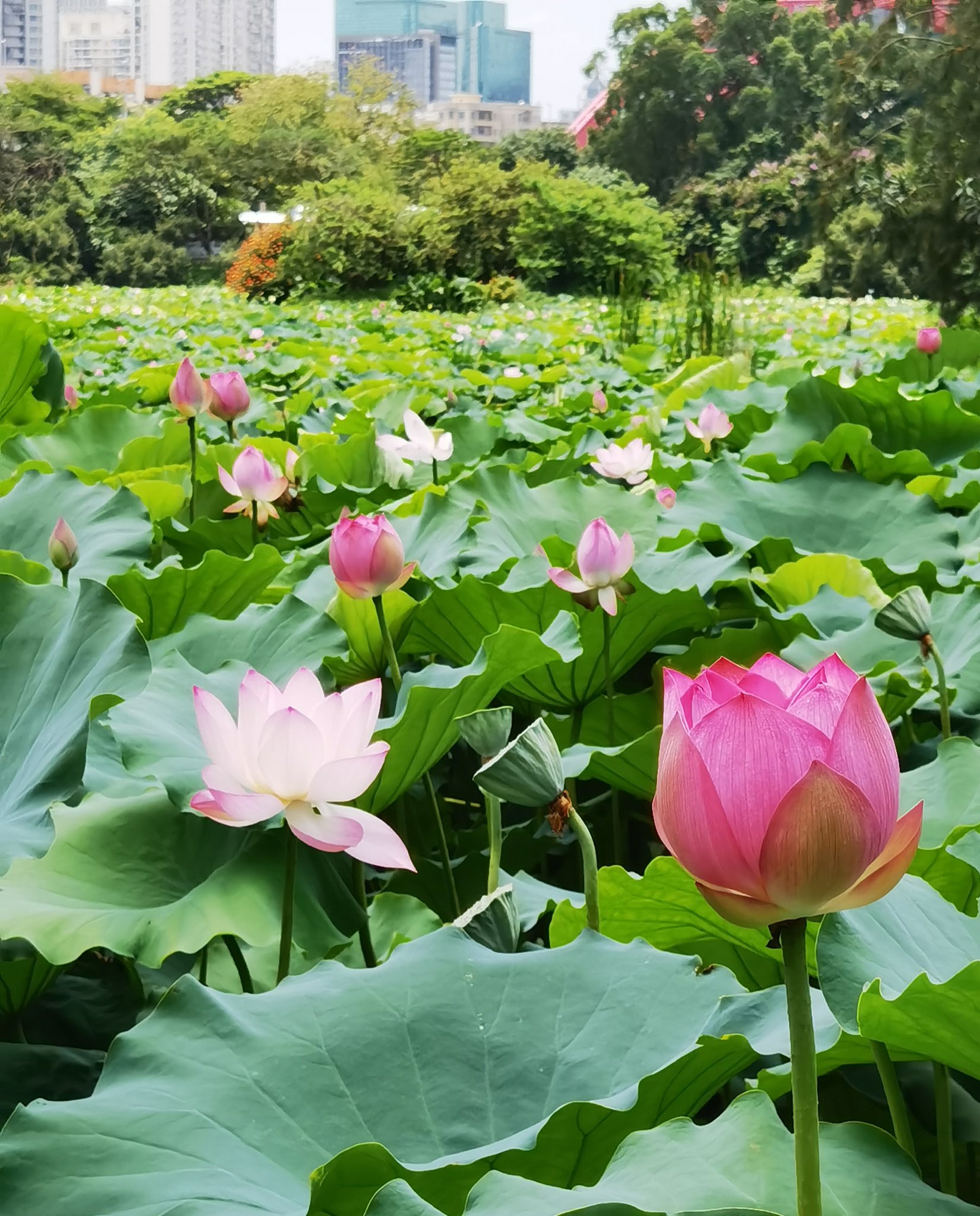 愛我中华on Twitter 咏莲 一池荷叶莲几朵 藕花无数满荷塘 却忆往昔荷花娇 游人如织为荷香 红莲相依美人醉 水边红衣芙蓉妆 白鸟无言上莲台 谁知方寸即道长 T Co Kpg3zfc4yb Twitter