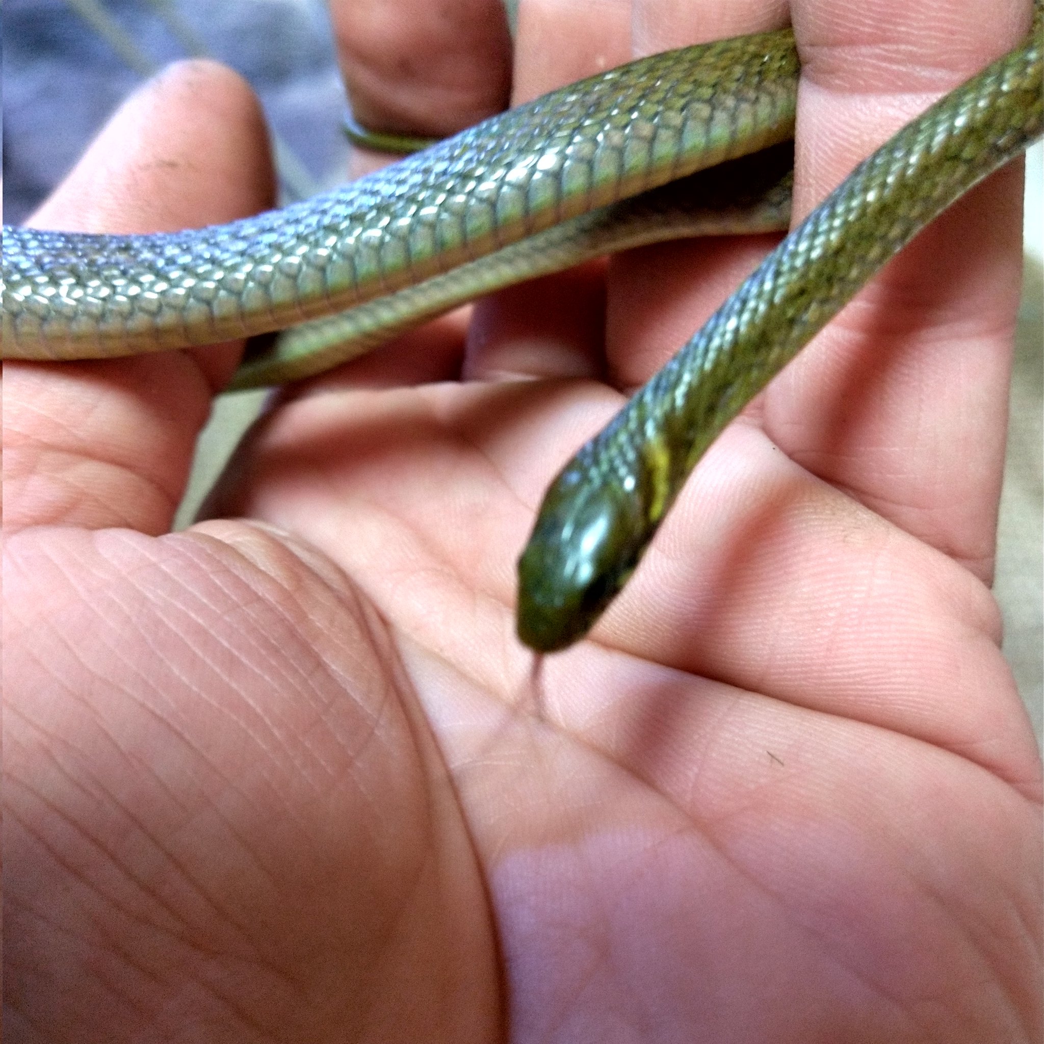 ヒバカリ ヒバカリたくさん増えています ヒバカリ 交換 販売 里親 譲渡 ヘビ T Co Miywturxh5 Twitter