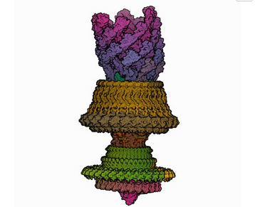 nature.com/articles/s4146…
Our new paper is out <a href="/NatureComms/">Nature Communications</a>!

The "hook" is at the base of the rotating flagellum in motile bacteria. Mechanically, the hook is an universal joint: its bending allows the more rigid flagellum to orient in any direction, while rotating. 7CGO 1/6