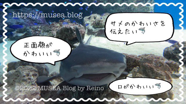 Reino サメブロガー Rock Miu Twitter Reino サメブロガー Rock Miu Twitter