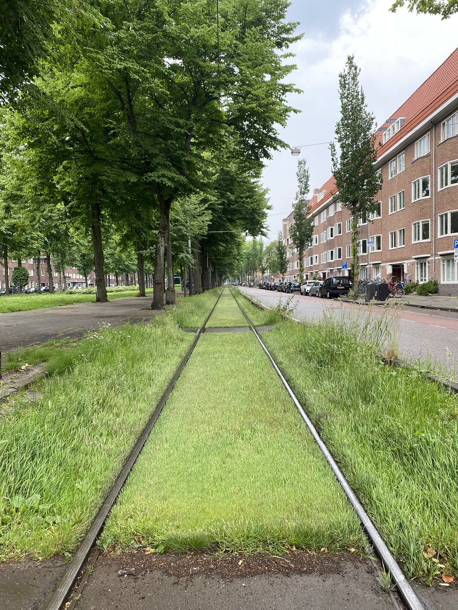 Permission to plant the #Luas please.