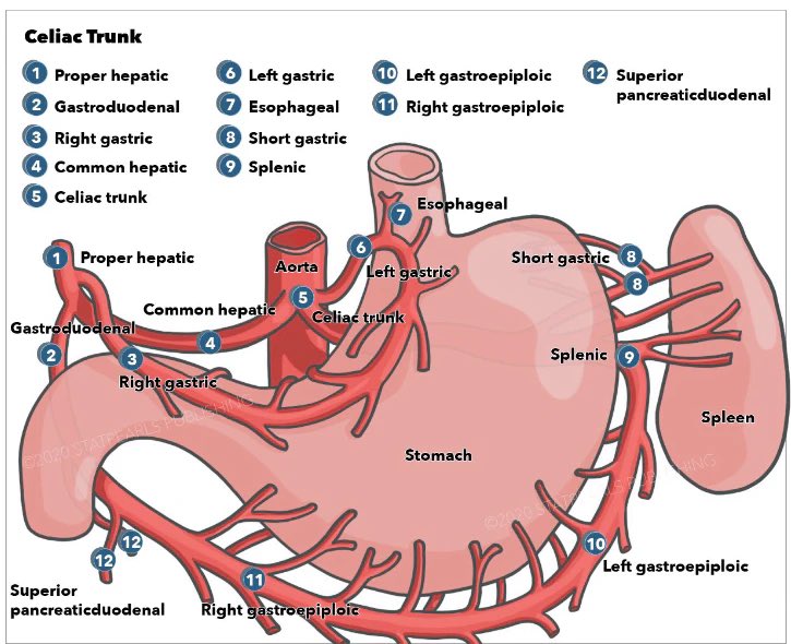 #anatomy