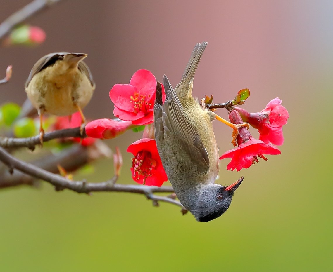 BirdsChina's tweet photo. Never blame anyone in your life，good people give you happiness，bad people give you experience
#birds #nature #photos
#photooftheday
#naturephotography
#LovelyBirdsInChina https://t.co/m69CKsiGfh