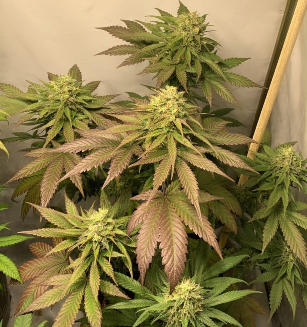 KannabiaSeeds's tweet photo. 📷 BCN DIESEL CBD by #KannabiaSeeds🌱 @IntKannabia @Kannabia_US @Kannabia_Samen 
📸 Gracias al amigo #kannabista de IG @verdehumo_total 🙏😍🧡💚  
ℹ️ #BCNDieselCBD #collectionseeds ➡️ https://t.co/9q9LvB7jC8

Fem ♀️
#CBDSeeds
#CBD #CannabisMedicinal ⚕️ #MedicalCannabis #weedlife https://t.co/A2YHP1Mknf