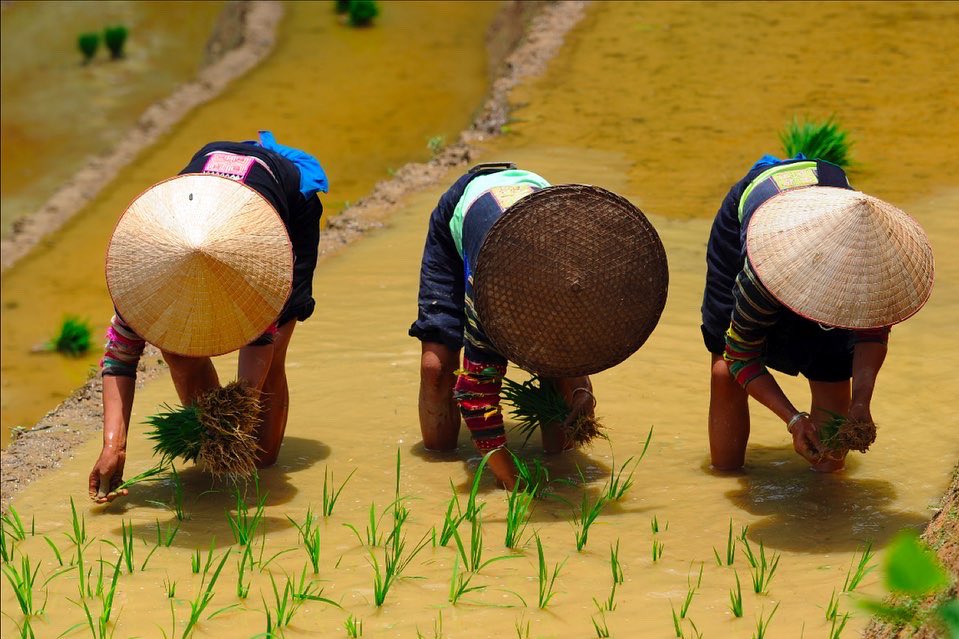 Lumsurletravail's tweet photo. "EtreS au Travail" - Magnifique photo de Jean Michel Turpin : plantation du riz au Vietnam. Et le commentaire sensible et fin de Pierre-Michel Menger, Professeur de Sociologie au collège de France.
@Intervalles @UParisNanterre @OITinfo https://t.co/7fZr7IXIJq