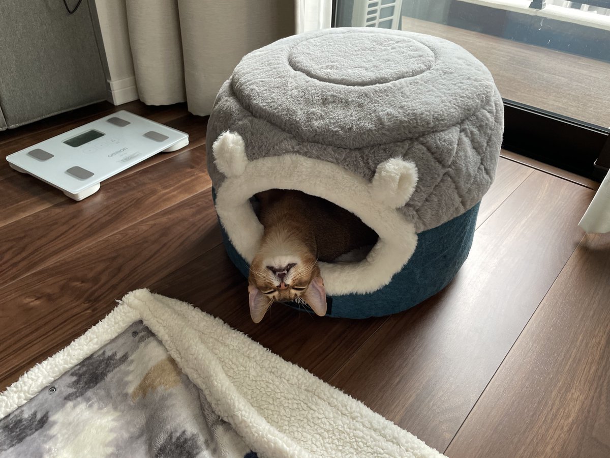 torakichix's tweet photo. 寝相は昔より良くなったかな…。 https://t.co/DFn608Yipu