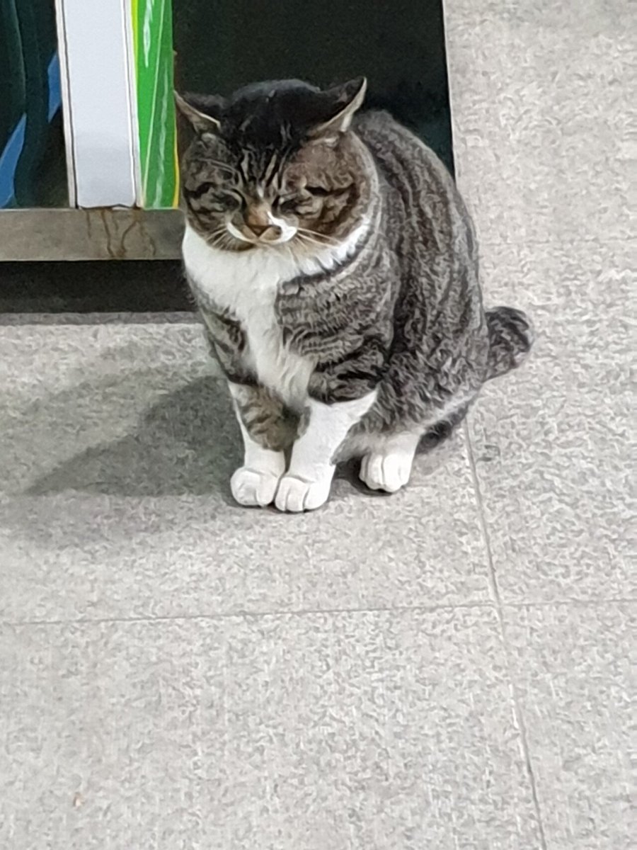 느닷없이 도서관에 들어와서 쉬고 있는 뚱냥이... 어디서 온건지 모르겠지만 귀여워