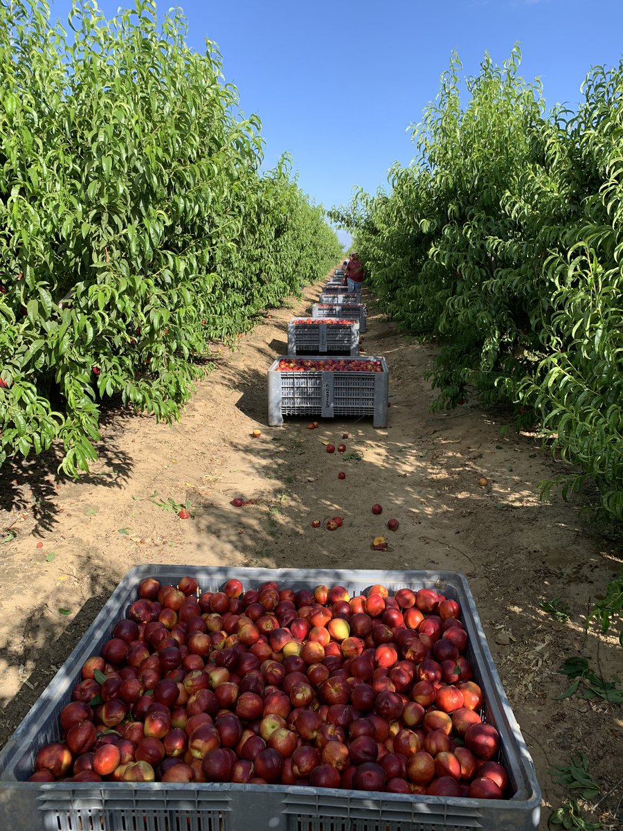 pfernandez1975's tweet photo. 📷🍑Inicio recolección nectarina R-8 en Finca Cerro El Esparragal, Valdivia (Badajoz) con protocolo #CropBalance de @sipcam_iberia #equilibrionutricional #bioestimulantes #frutadehueso Los calibres y la calidad con #CropBalance este año están siendo realmente sorprendentes 👏👏💪 https://t.co/NkbiTOh6xr