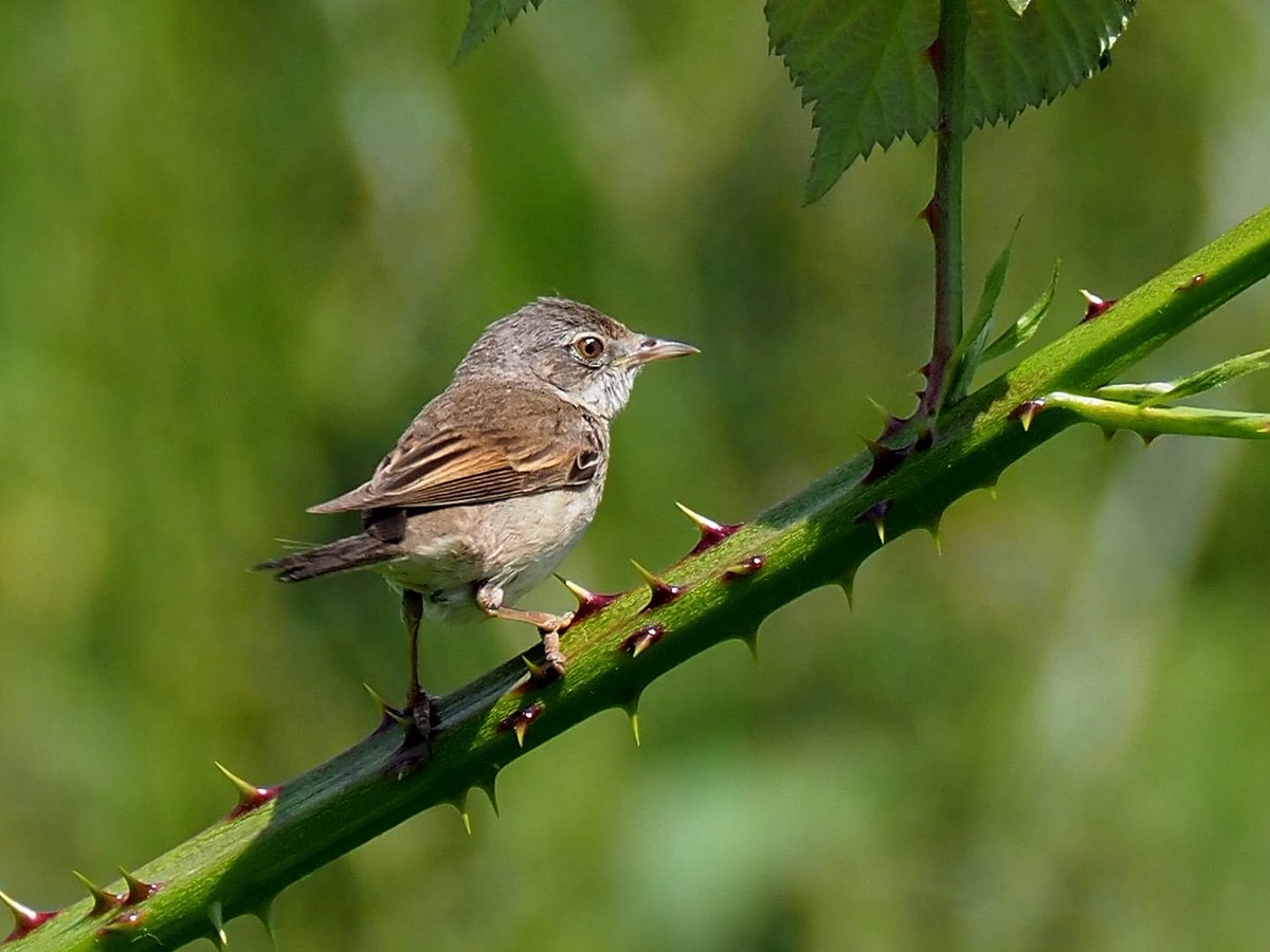 Common whitethroat seen @HallPlaceBexley at the weekend. A surprising sighting within the grounds - it was belting a lovely tune! #lovenature