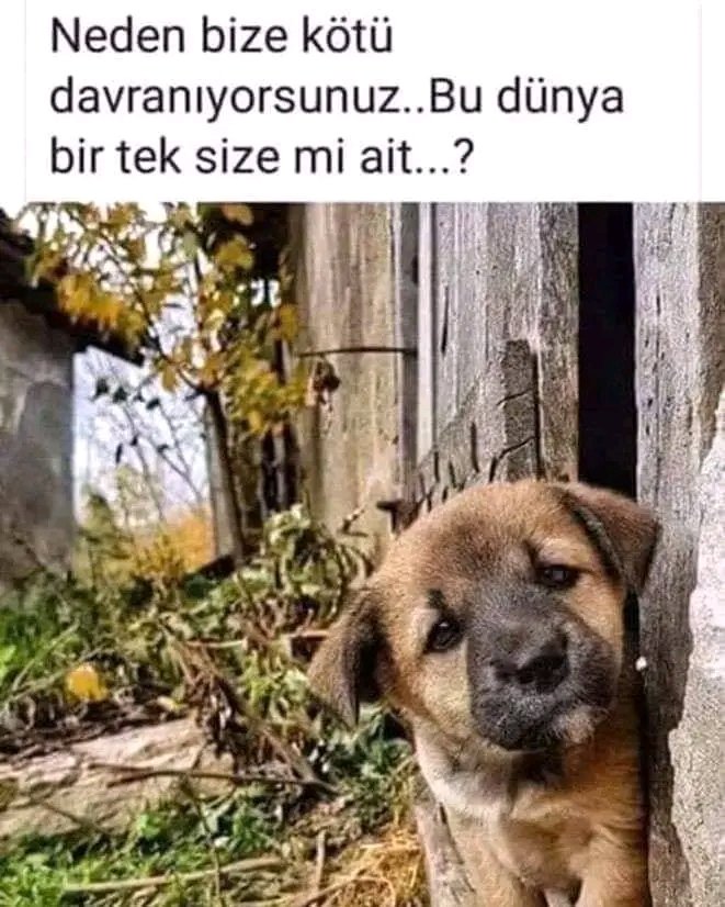 #beykozüniversitesi
#animals
#hayvanlar
#dog