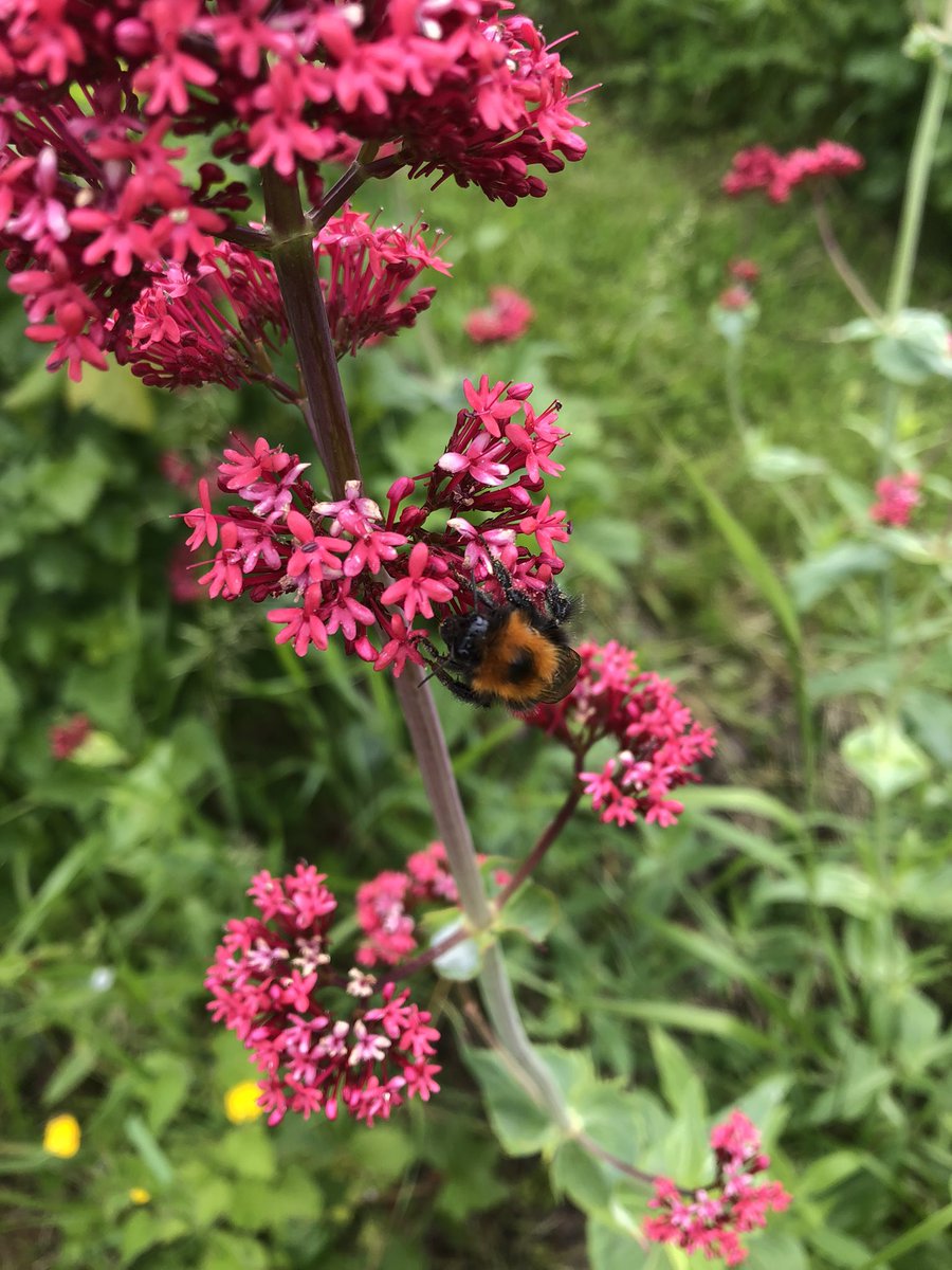 A lovely morning spent @ComfreyProject for @DingyButt Bees of Bensham launch supported by @TNLComFund #PlatinumJubilee. Leant so much and even managed to get a quick pic of one of the VIP guests.