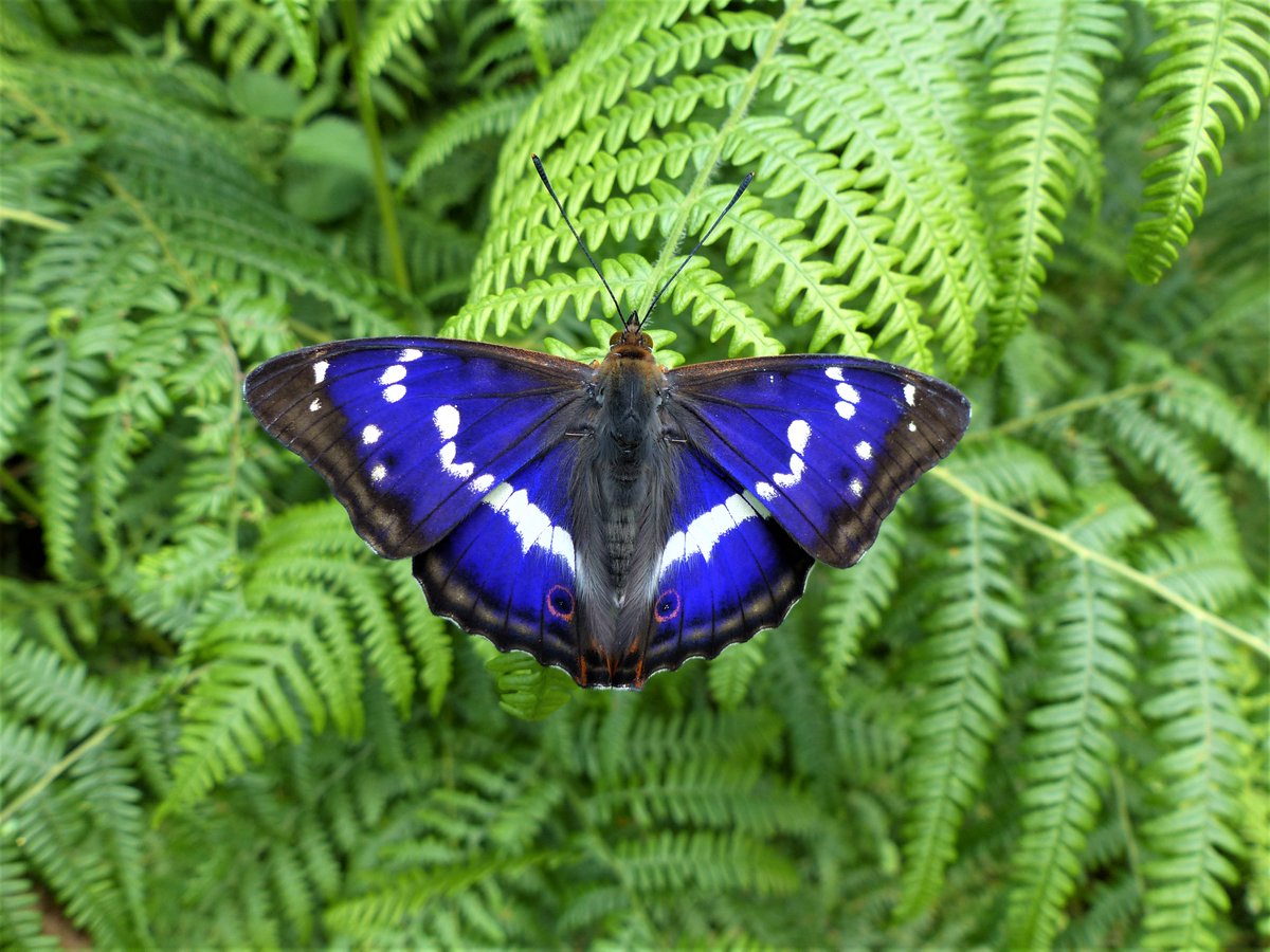 I don't want a monarchy, or a republic: I want an Empire, with loads of Emperors and Empresses... I want this butterfly to be common, everywhere, in countryside &amp; in town...