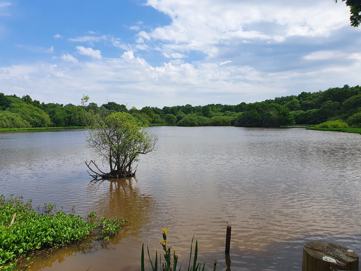 Our #JubileeWeekend trip in the #nature to soak in the beauty&get enough engery for the weeks ahead.
#EpsomDerby wasn't far from us. 
It was such a pleasure to enjoy&appreciate the flora&fauna around us. #NaturePhotography #nofilter #HalfTerm #gossling