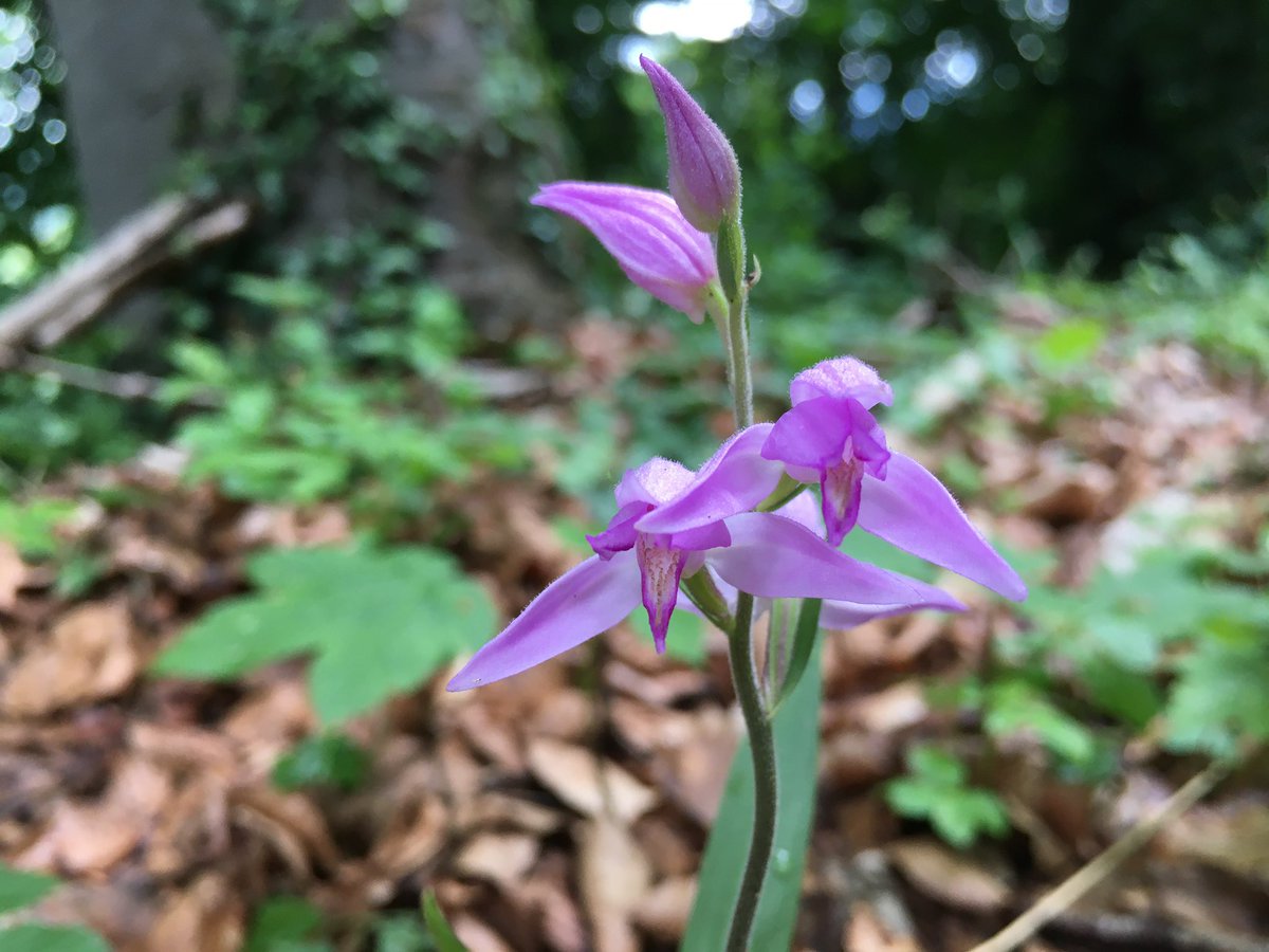 Markgräflerland treasures <a href="/ukorchids/">Wild Orchids UK & Ireland</a>