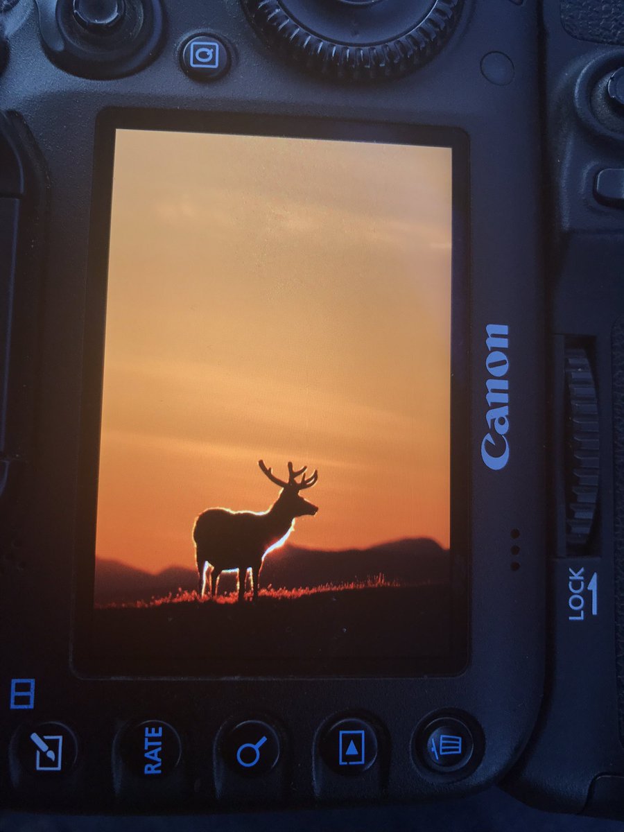 NigelBlakephoto's tweet photo. A 03:00 am start today on North Uist, I wanted Deer against the Dawn glow, but this Stag rim lit by the rising sun made my day! @north_uist @CalMacFerries #reddeer #OuterHebrides @CanonUKandIE #gooutearly #wildlifephotography #NaturePhotography https://t.co/oZW6dFcgGd