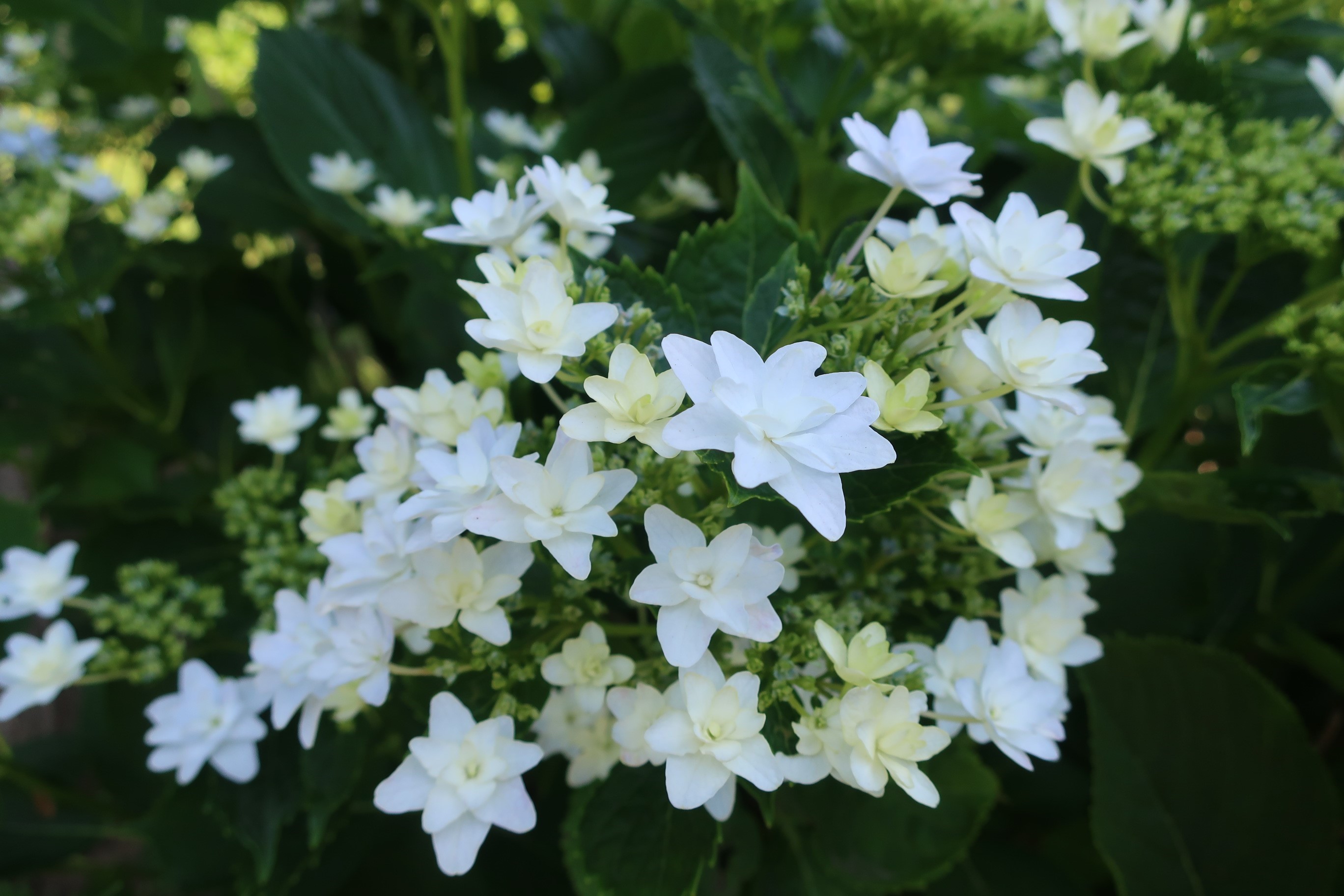 墨田の花火 Twitter Search Twitter