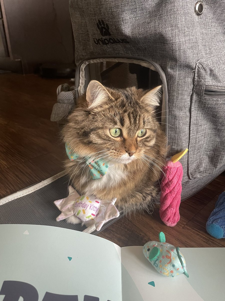 little_palito's tweet photo. Thanks @Chewy for making Peppers 1st Birthday an unforgettable one! #GoodyBox https://t.co/niMcN32r0a