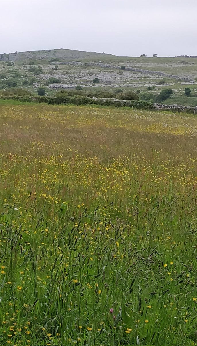 Just two weeks to go! Keep an eye out on  ilas2020.ie for updates. Our wildflower meadows are ready to welcome you.