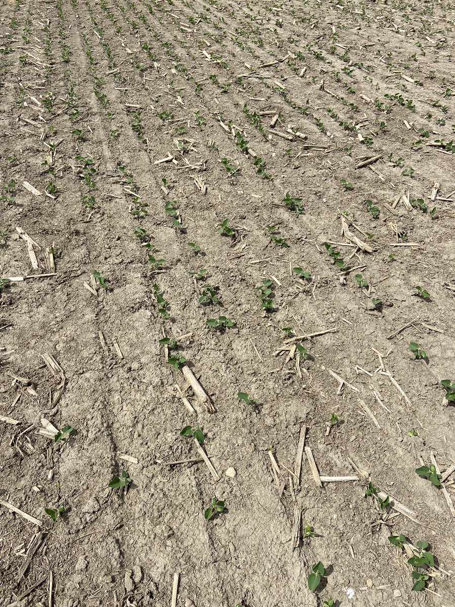 JoannaMWallace's tweet photo. Sunday morning scout 
Good: #BoundaryLQD foundation acre is doing 👍 
Bad: sins of the wet silage harvest and no rye cover crop are haunting us with tight ground and a pretty low pop 

@syngentacanada 
#fieldperformance https://t.co/stRoNIaCn0
