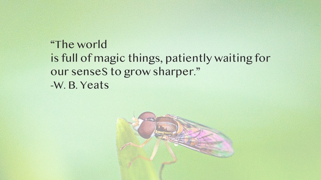 TMmeditation's tweet photo. When we’re stressed and just getting by, we miss all the little things that make life magical. Slow down, dissolve stress with the TM technique, and take in  life’s smaller, sweeter moments. 
Find a TM teacher at https://t.co/TFYQZxTlAt https://t.co/WOtxj1k8um