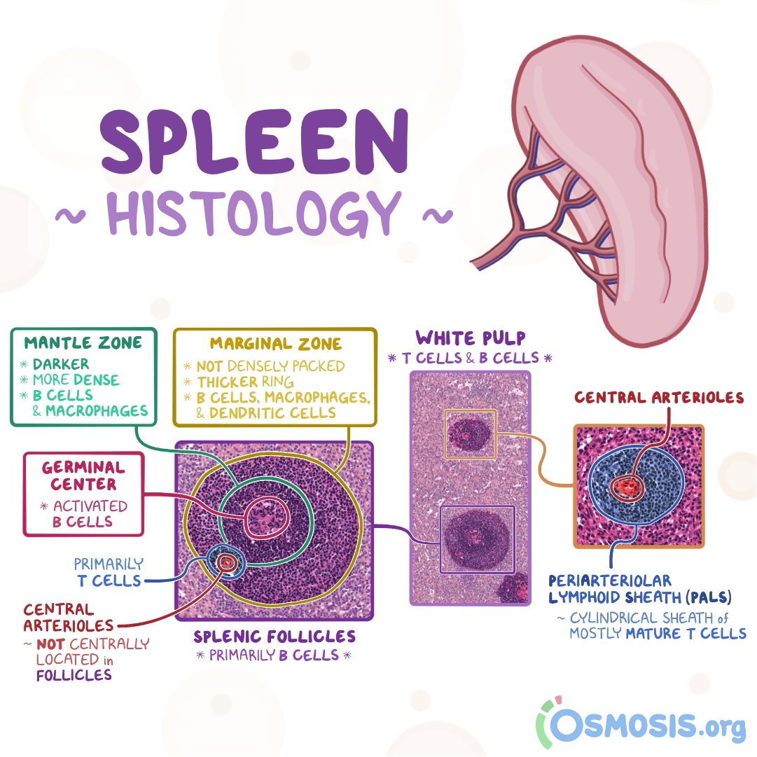 Spleen Diagram Histology
