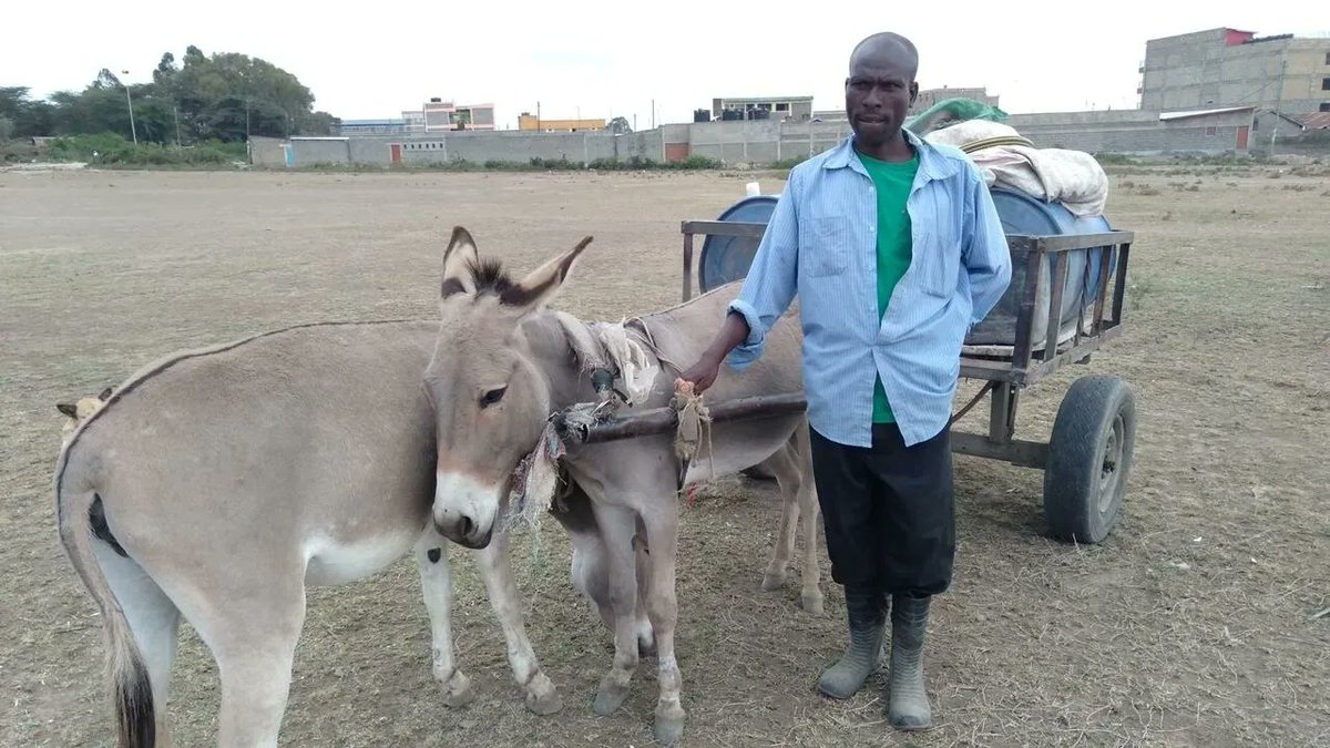 RFI_En's tweet photo. Within four years, Kenya has lost an estimated 700,000 donkeys. Local traders and business people who depend on the animals as a means of transport suspect Chinese abattoirs played a role in their disappearance. #AfricaCalling #RFIEnglish https://t.co/c3mn7fdYFK https://t.co/FPvyB57omx