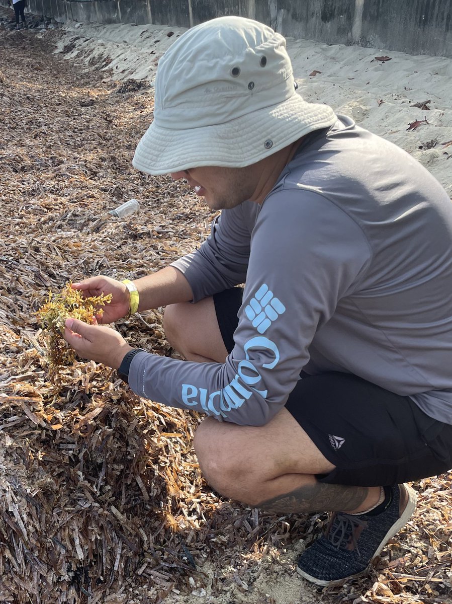 #DiaMundialDelAmbiente El exceso de nutrientes de las aguas marino costeras provenientes de los desechos vertidos al mar y CC, estimulan la reproducción aumentada de sargazo, lo que genera una problemática a las actividades humanas y los ecosistemas costeros.
#Cuidemoselambiente