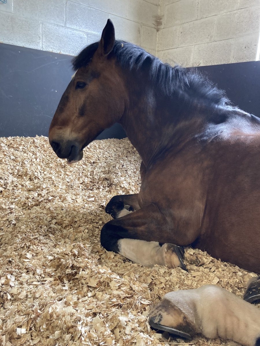 ASPoliceHorses's tweet photo. Trinity likes to roll but we rarely catch him laying down #sleepsunday https://t.co/vuV5J2PgJj