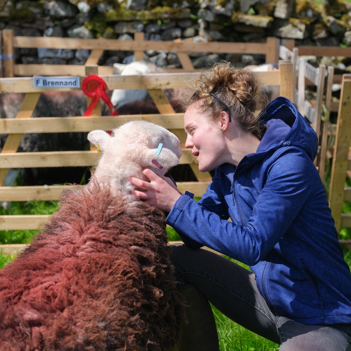 billplumtree's tweet photo. Stainmore show yesterday: always a treat to see Laura @laura_laurastiv communicating with her sheep when she's showing em   #SheepOfTheDay https://t.co/nmzyHMsqke