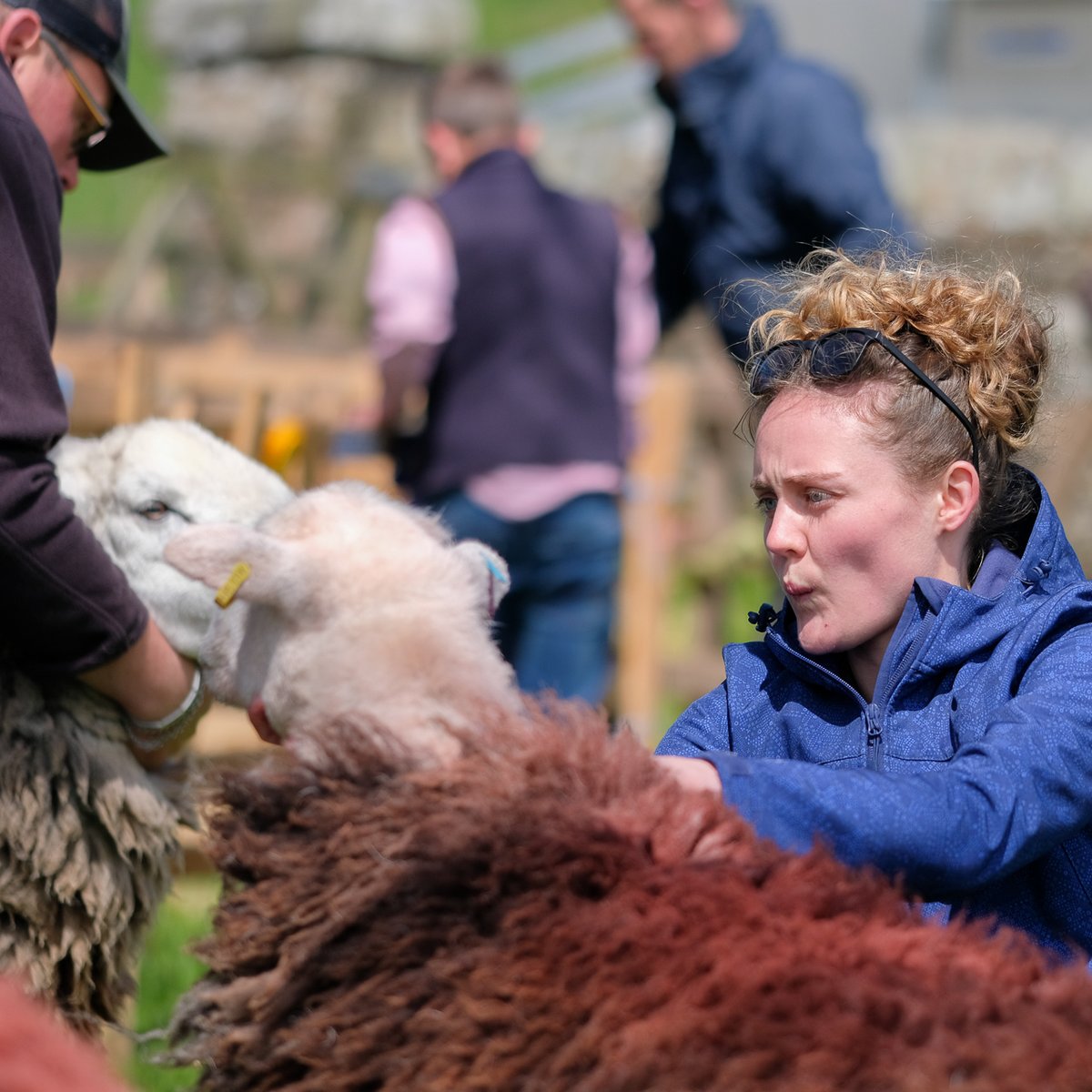 billplumtree's tweet photo. Stainmore show yesterday: always a treat to see Laura @laura_laurastiv communicating with her sheep when she's showing em   #SheepOfTheDay https://t.co/nmzyHMsqke