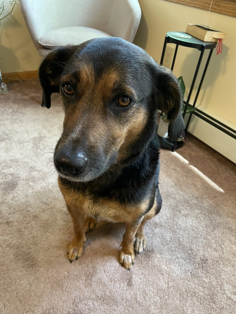 FailcoPunch's tweet image. I love her so much. So much fun at the dog park today :3 #dogsoftwitter