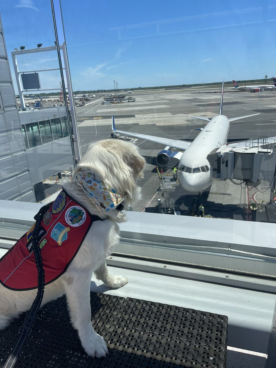 servicedogyeti's tweet photo. Checking on flight operations from the #JFK @delta club sky lounge! #delta #skylounge #dogtravel #newyorkcity #homesweethomeawayfromhome https://t.co/SIxOwHKdxM