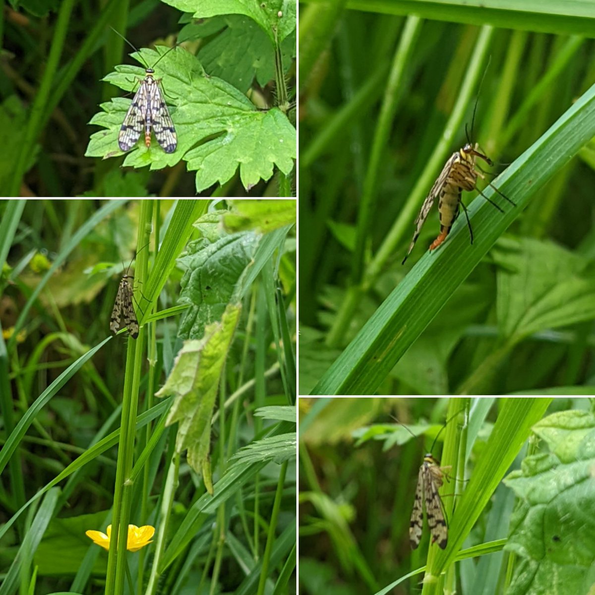 Louisa_Crispin's tweet photo. Day 5 #30dayswild
Scorpion Fly on our family walk to @BodiamCastleNT along the #sussexborderpath
#30dayswild2022 #countrywalk #insectwatch #lookcloser #scorpionfly https://t.co/veheGJPTT8
