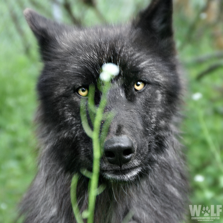 nywolforg's tweet photo. Wolves are a critical keystone species in a healthy ecosystem. By altering prey movements, browsing, + foraging behavior, wolves impact plant/tree regeneration. In this regard, wolves have had trickle-down effects on trees, rivers, birds, beaver + even fish.
Appreciate wolves πΊ https://t.co/S2YHbTejsg