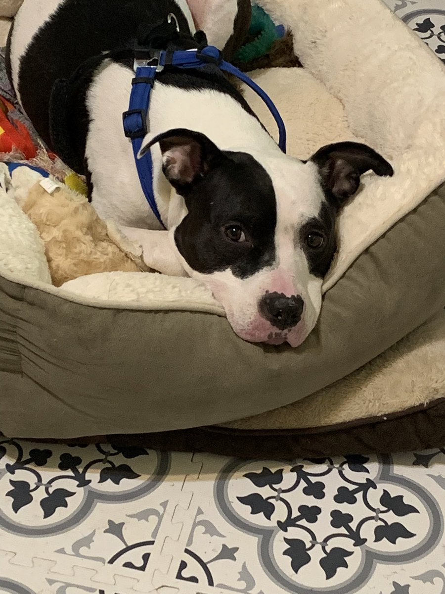 XoeLive's tweet photo. Mum promised walkies!!! Then started on coffee and cleaning… #BadMoms #DogsOfTwitter #PittieParty https://t.co/GlVQMdQCeO