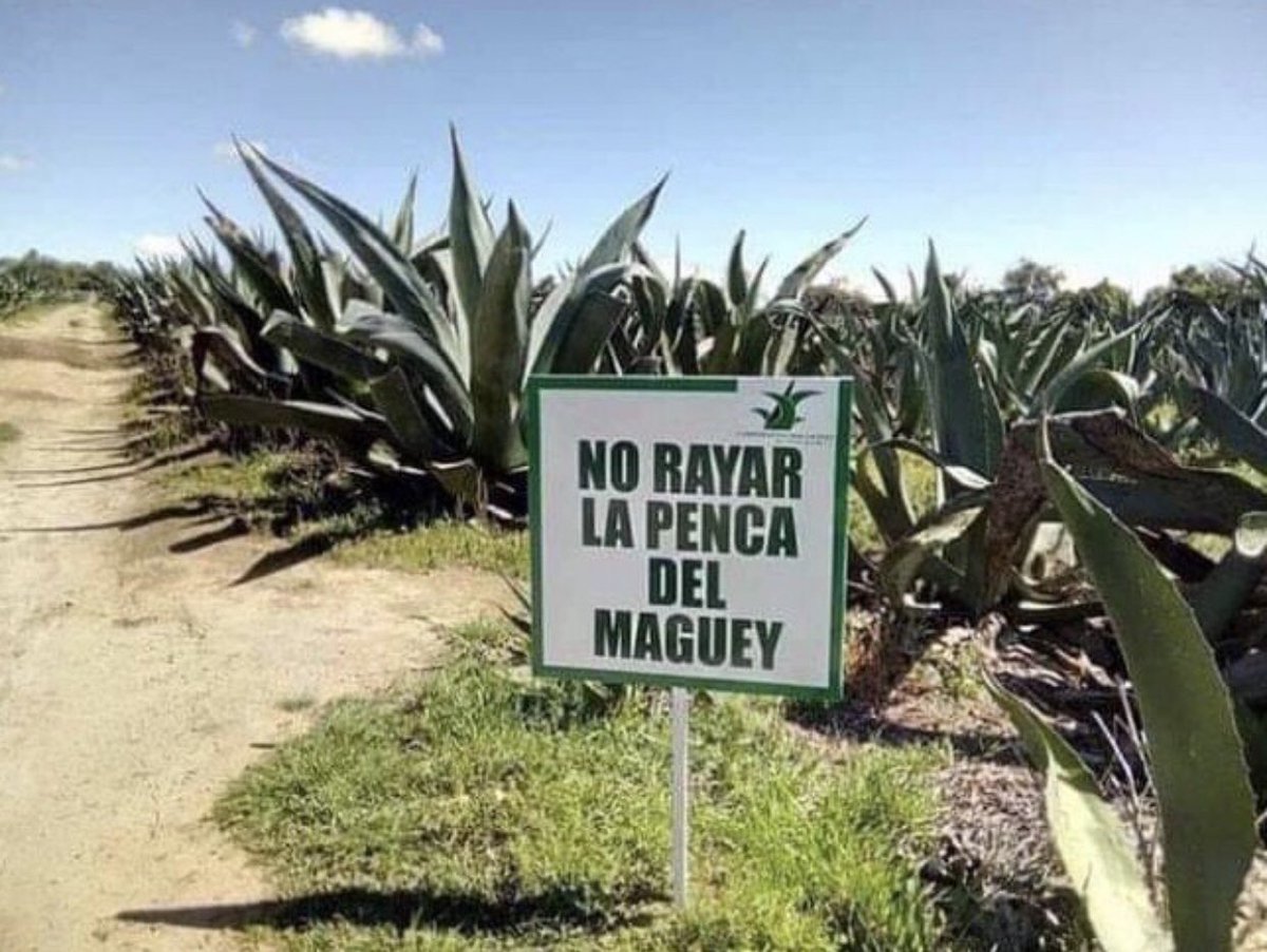 Guarromantico_'s tweet photo. Iba grabar en la penca de un maguey tu nombre, juntito al mio entrelazados, pero ya no se puede. https://t.co/TrX0J6xiqv