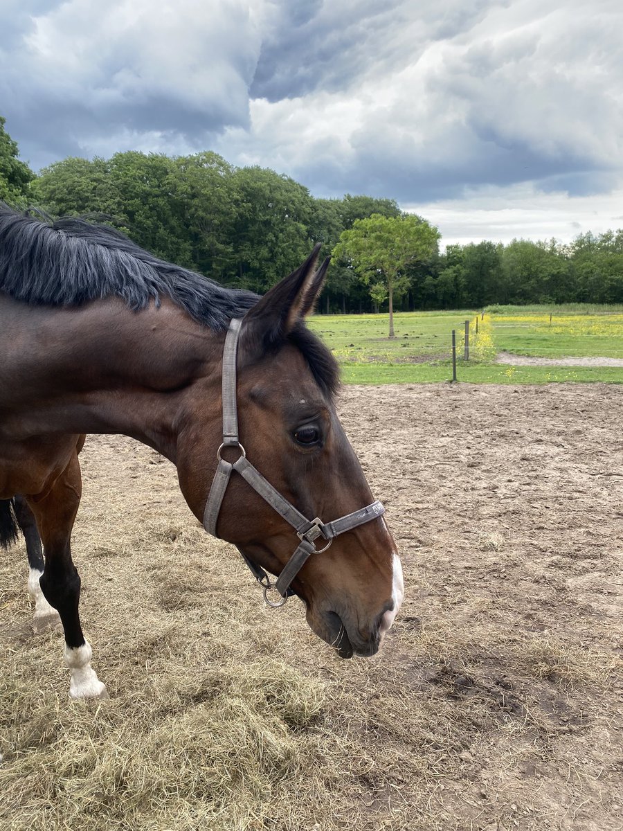 Gezocht met spoed omgeving Epe: hoefsmid die Bo kan helpen. Meneer heeft een ijzer afgetrapt en dankzij belabberde hoeven kan ie geen stap verzetten. #hoefsmid #bo wie oh wie helpt ons uit de brand? 🥺