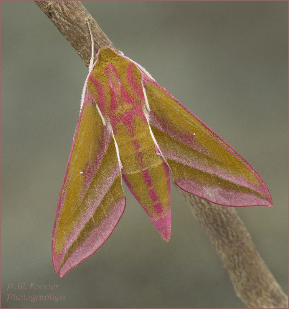 paul230156's tweet photo. Elephant Hawkmoth from garden last night 
@teesbirds1 @WhitbyNats @nybirdnews @WildlifeMag @YCNature @DurhamBirdClub @wildlife @ynuorg @savebutterflies @RoyEntSoc @northyorkmoors @BritishMoths @LepidopteraNew  #moths #Macro  @RSPBSaltholme @TeesvalleyLNP https://t.co/MOVO07yfSv