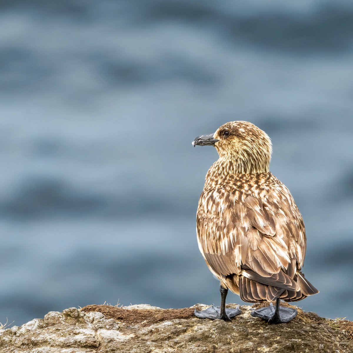 A Great Skua surveying the Scottish seas 📷 

#earthcapture #springwatch #BBCWildlifePOTD <a href="/BBCEarth/">BBC Earth</a> <a href="/BBCSpringwatch/">BBC Springwatch</a> <a href="/WildlifeTrusts/">The Wildlife Trusts</a> <a href="/ScotWildlife/">Scottish Wildlife Trust</a> <a href="/nature_scot/">Former NatureScot account</a> <a href="/Natures_Voice/">RSPB</a> <a href="/RSPBScotland/">RSPB Scotland</a> <a href="/VisitScotland/">VisitScotland</a> <a href="/UKNikon/">Nikon UK & Ireland</a> 

instagram.com/p/CebjITqqUrw/…