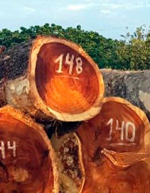 VillaFernando_'s tweet photo. 🔴 URGENTE| Presidente @LassoGuillermo ante sus ojos este crimen ambiental en los bosques de El Chocó ecuatoriano: árboles milenarios, maderas finas, todo un ecosistema devastado por mafias chinas. Atención @GustavoManriq_M https://t.co/yv3z1oKVv3
