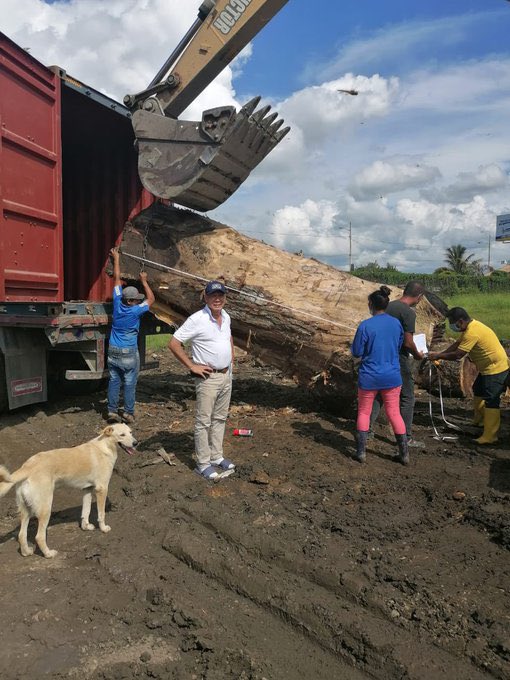 VillaFernando_'s tweet photo. 🔴 URGENTE| Presidente @LassoGuillermo ante sus ojos este crimen ambiental en los bosques de El Chocó ecuatoriano: árboles milenarios, maderas finas, todo un ecosistema devastado por mafias chinas. Atención @GustavoManriq_M https://t.co/yv3z1oKVv3