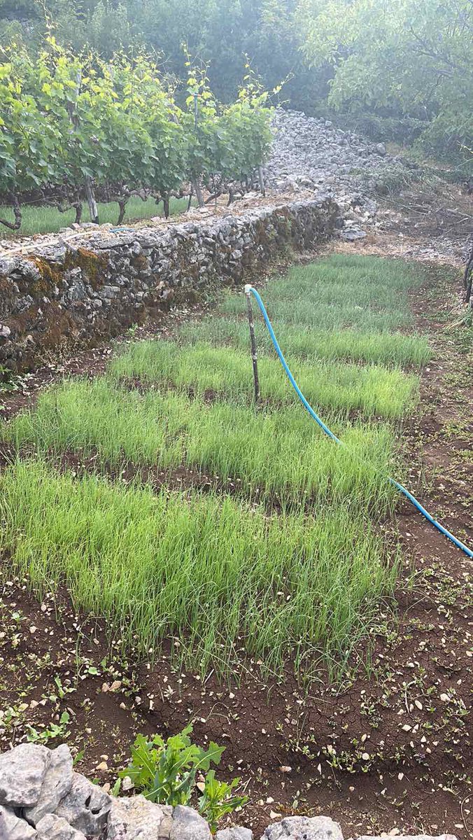 winery_Rakcevic's tweet photo. Prelijepa Crna Goro!
#crmnickanahija #podgor #ovtocici https://t.co/D6uEEJn2b9
