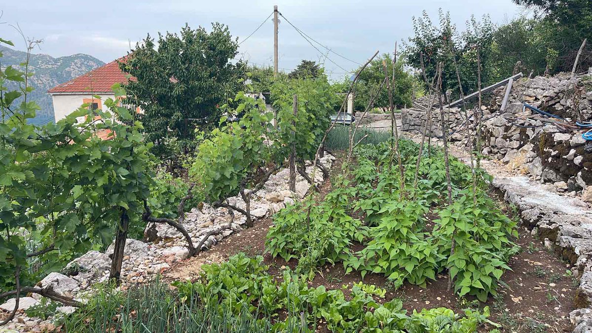winery_Rakcevic's tweet photo. Prelijepa Crna Goro!
#crmnickanahija #podgor #ovtocici https://t.co/D6uEEJn2b9