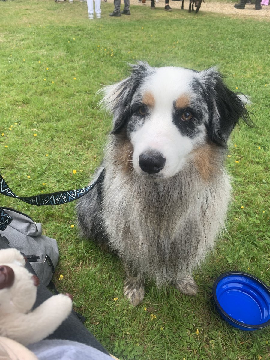 I went to the Dog event today and tried all kinds of sports. I am very bad at most of them to be honest🤣