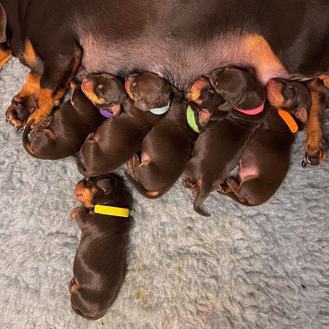 dachshund_heave's tweet photo. Little family ✨ Cute or not??🥰
#Dachshund #Dachshunds https://t.co/jnDzqYe5m3