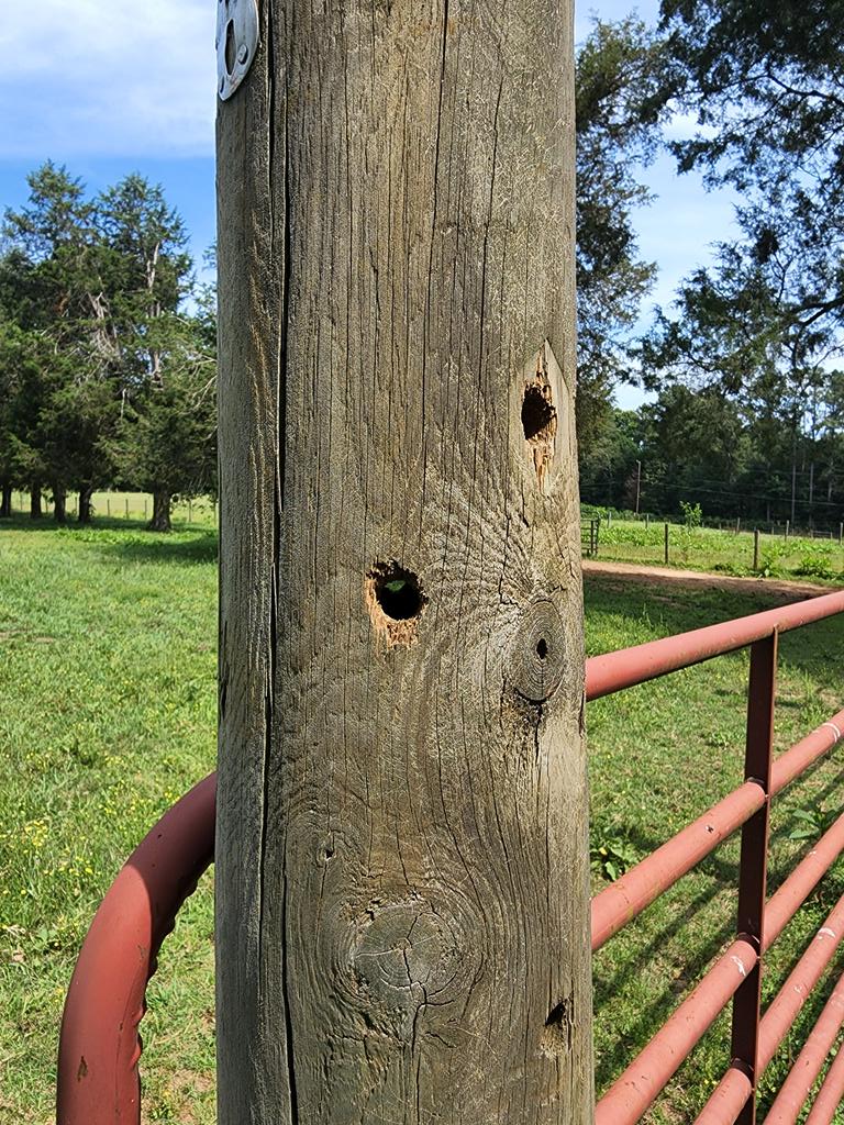 rebeccalcamp's tweet photo. So...I don't think I ever want to make a woodpecker mad. https://t.co/L17aufrDN3
