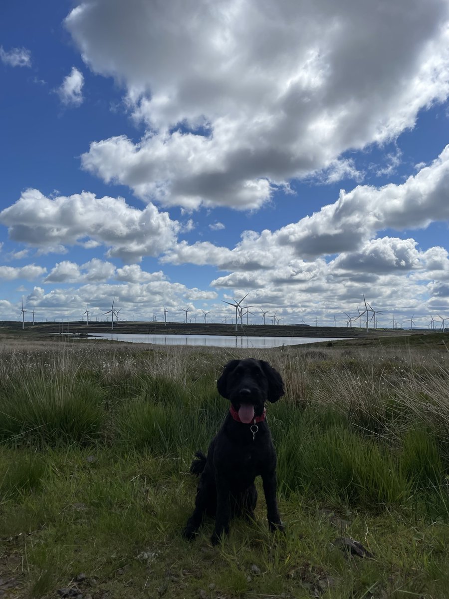 “Happyhappyhappyhappy…WHATS THAT?!….happyhappyhappyhappy” Jack loved the wind farm.
#dog #pet #animals #dogphotos