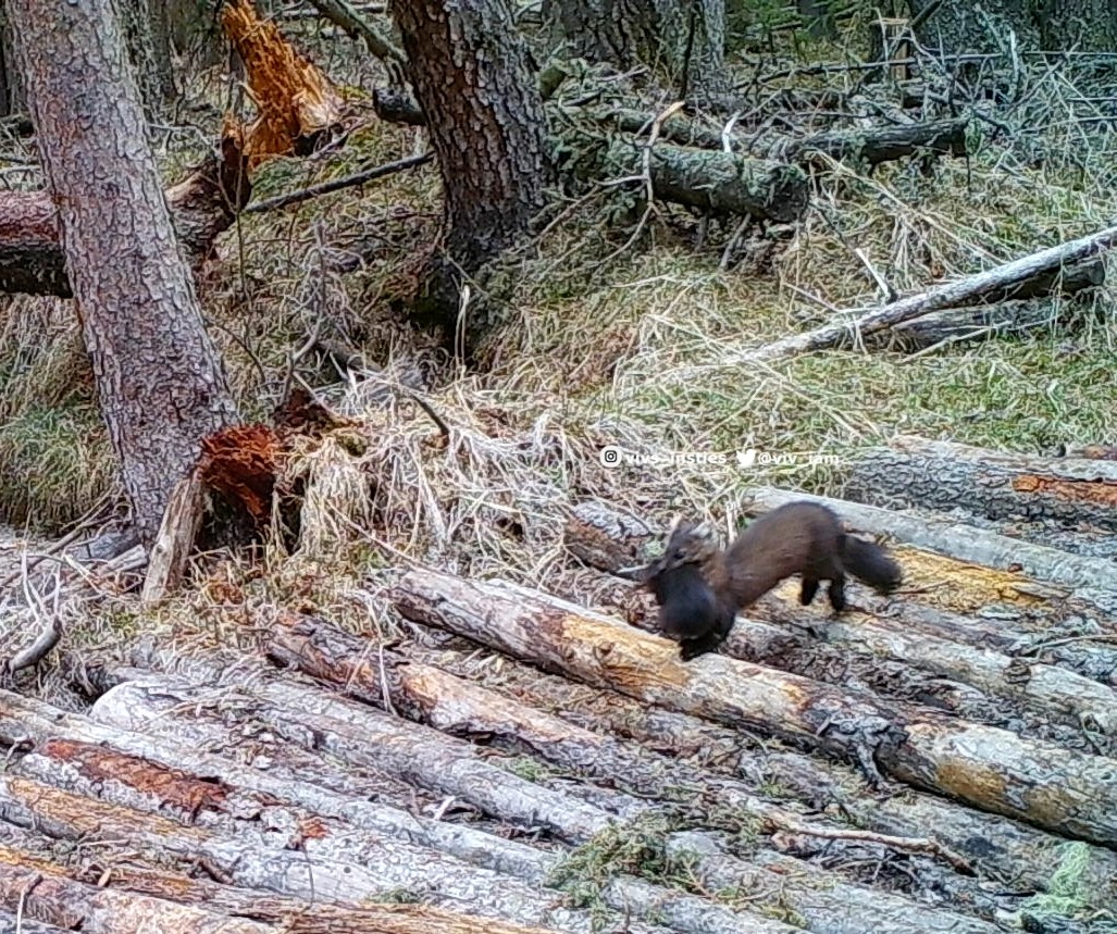 viv_iam's tweet photo. Wildlife experts out there ..is it possible this #pinemarten is carrying one of her babies (kits)? I don't know what else it might be carrying that has that dark of fur? #natureisawesome #wildlife #albertawildlife 🐾🐾 https://t.co/Z2pSlmQJBN